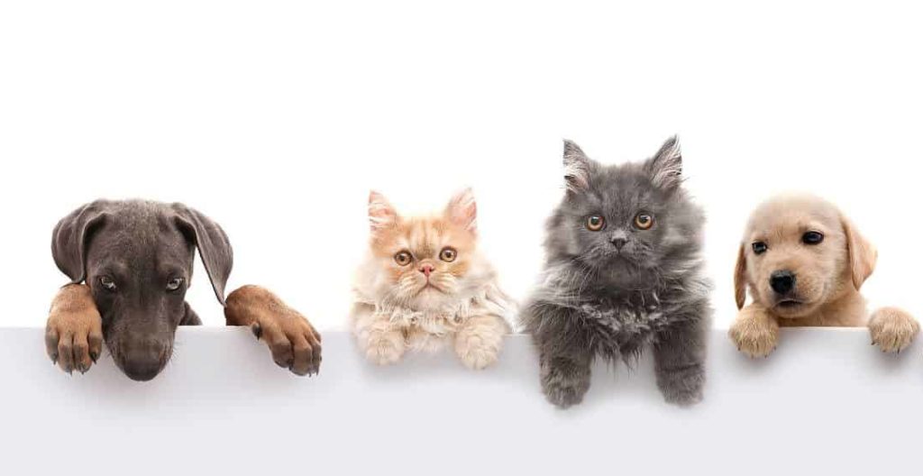 CBD for Pets