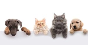 CBD for Pets - Cbd Store In New York