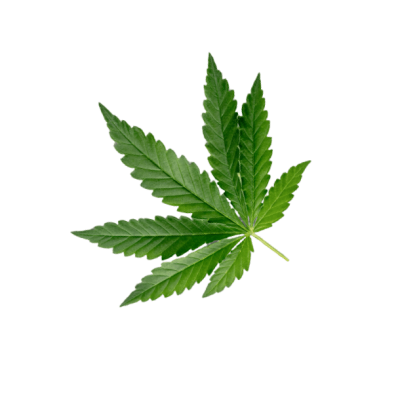 cannabis leaf