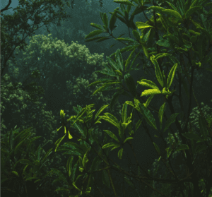 What is CBC in full-spectrum hemp extract by Woke Botanicals