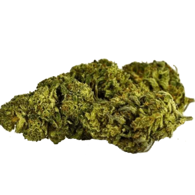 Green hemp flower bud